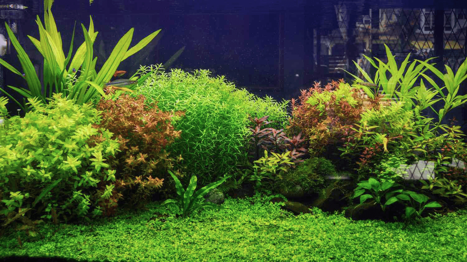 Aqua Plants
