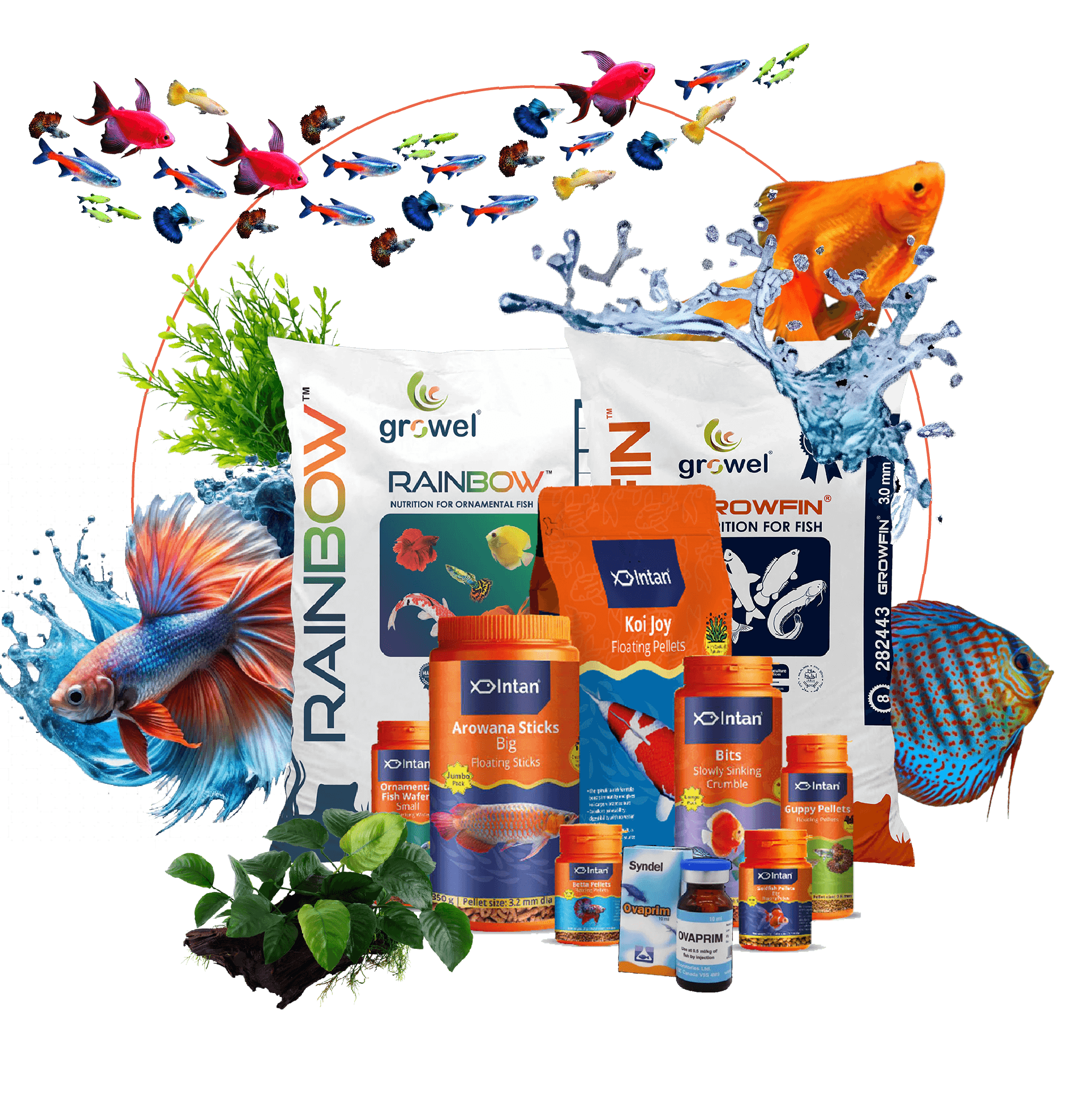A selection of Shine Aqua ornamental fish and aquatic products